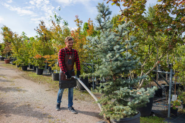 How Our Tree Care Process Works  in  Cuba, MO